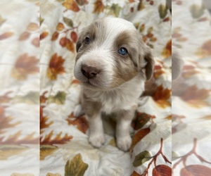 Australian Shepherd Litter for sale in COTOPAXI, CO, USA