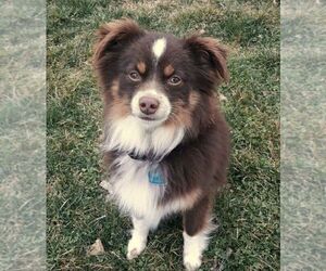 Father of the Miniature Australian Shepherd puppies born on 12/17/2025