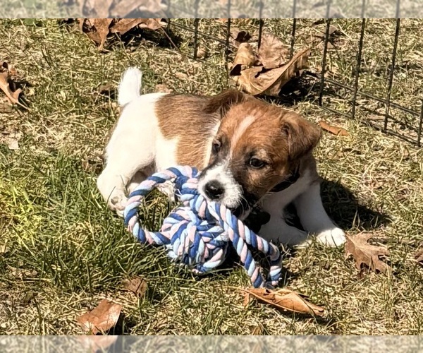 Medium Photo #17 Jack Russell Terrier Puppy For Sale in FREEMAN, MO, USA
