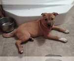 Small Mutt