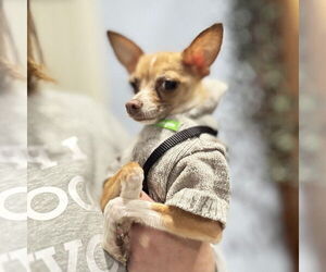 Fresno - Male Chihuahua Dog for Adoption - Photo #4
