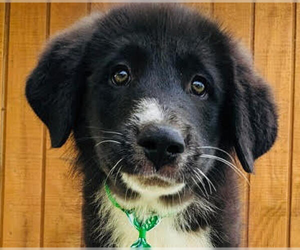 Medium Photo #3 Border Collie-Unknown Mix Puppy For Sale in Mt. Laurel, NJ, USA