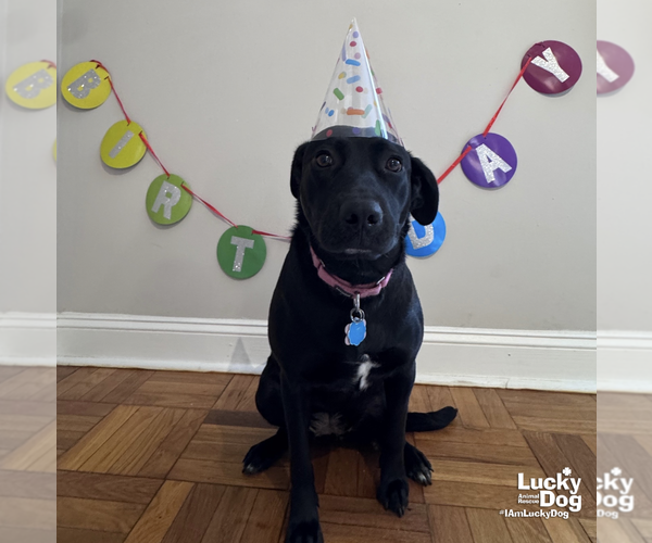 Medium Photo #4 Labrador Retriever-Retriever  Mix Puppy For Sale in Washington, DC, USA