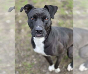 Bonnie - Female Boxador Dog for Adoption - Photo #2