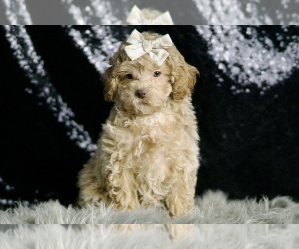 Medium Photo #6 Maltipoo Puppy For Sale in WARSAW, IN, USA