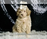 Small #5 Maltipoo