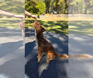 Waylon - Male Australian Shepherd-Unknown Mix Dog for Adoption - Photo #4