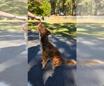 Small Photo #4 Australian Shepherd-Unknown Mix Puppy For Sale in Alexander, AR, USA