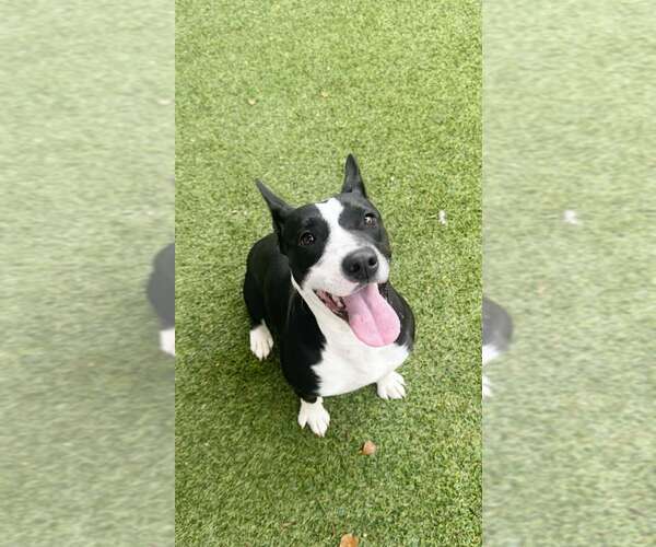 Medium Photo #1 Pointer-Unknown Mix Puppy For Sale in Pompano Beach , FL, USA