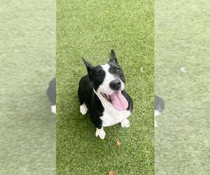 Pointer-Unknown Mix Dogs for adoption in Pompano Beach , FL, USA