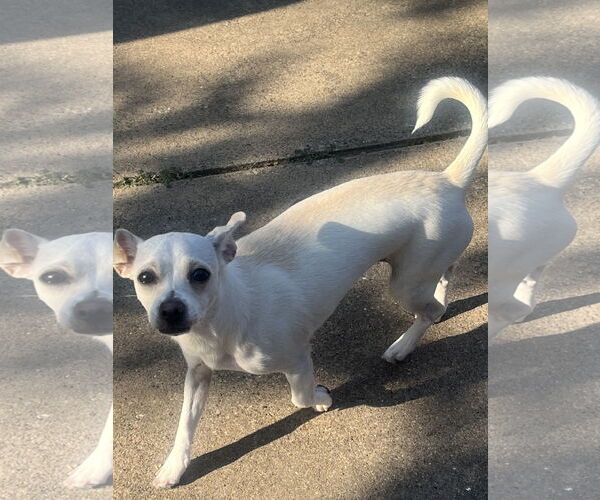 Medium Photo #3 Beagle-Chihuahua Mix Puppy For Sale in Euless, TX, USA