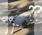 Small #2 Beagle-Chihuahua Mix