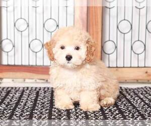 Bichon Frise-Poochon Mix Puppy for Sale in NAPLES, Florida USA