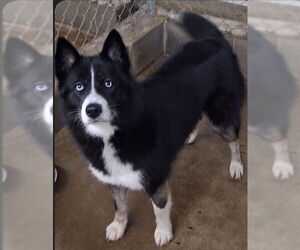Border Collie-Unknown Mix Dogs for adoption in Mt. Laurel, NJ, USA