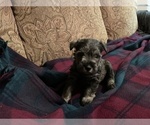 Small Photo #6 Schnauzer (Miniature) Puppy For Sale in EL PASO, TX, USA