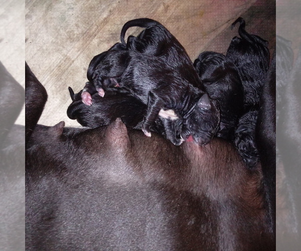 Medium Photo #5 Great Dane Puppy For Sale in PIERSON, MI, USA