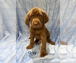 Puppy Puppy 9 Labrador Retriever