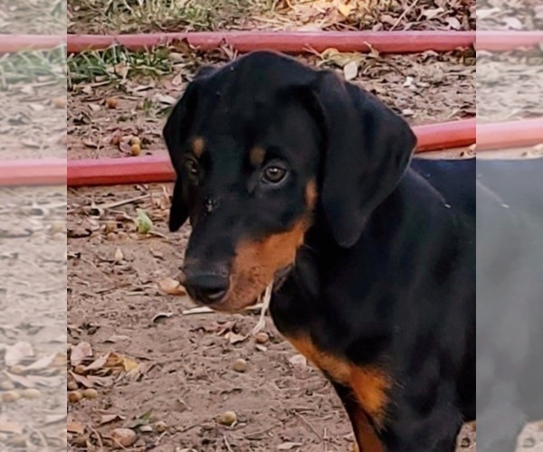 Medium Photo #2 Doberman Pinscher Puppy For Sale in NOCONA, TX, USA