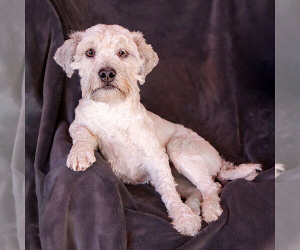 Medium Photo #4 Poovanese Puppy For Sale in Albuquerque, NM, USA