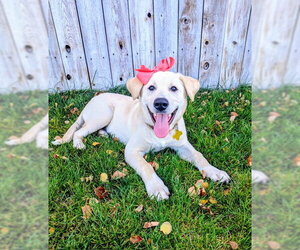 Labrador Retriever-Unknown Mix Dogs for adoption in Sandy, UT, USA