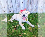 Nalaa - Female Labrador Retriever-Unknown Mix Dog for Adoption - Small photo