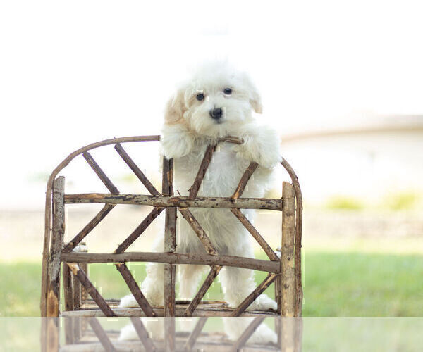 Medium Photo #1 Maltipoo Puppy For Sale in WARSAW, IN, USA