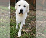 Small #8 Great Pyrenees