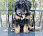 Small Photo #2 Miniature Bernedoodle Puppy For Sale in BOWLING GREEN, OH, USA
