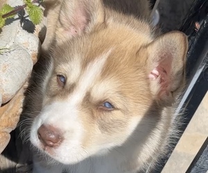 Siberian Husky-Unknown Mix Dogs for adoption in STOCKTON, CA, USA