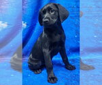 Small #1 Labrador Retriever Mix