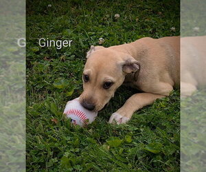 Labrador Retriever-Unknown Mix Dogs for adoption in SHERBURNE, NY, USA