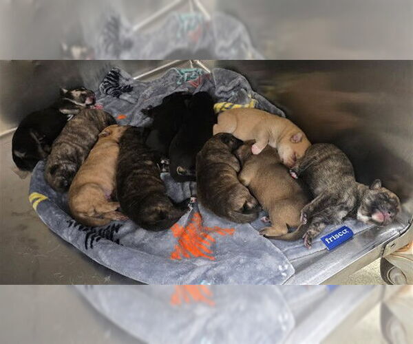 Medium Photo #1 German Shepherd Dog-Unknown Mix Puppy For Sale in Riverside, CA, USA