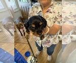 Puppy Mr Black 2 Dachshund