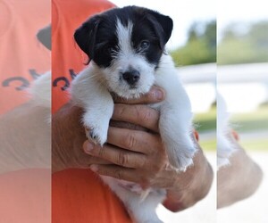 Jack Russell Terrier Puppy for sale in APPLE GROVE, WV, USA