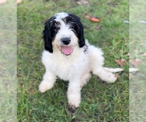 Cavalier King Charles Spaniel-Goldendoodle Mix Puppy for sale in EDWARDSBURG, MI, USA