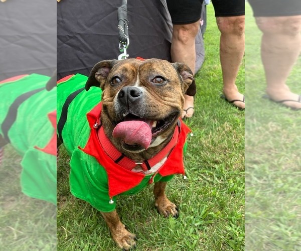 Medium Photo #6 American Pit Bull Terrier-Bulldog Mix Puppy For Sale in Wenonah, NJ, USA