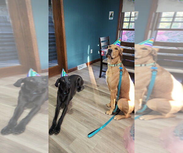 Medium Photo #2 Great Dane-Unknown Mix Puppy For Sale in Springdale, PA, USA