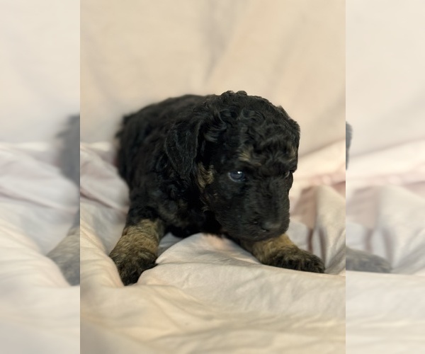 Medium Photo #3 Bernedoodle (Miniature) Puppy For Sale in LONGMONT, CO, USA