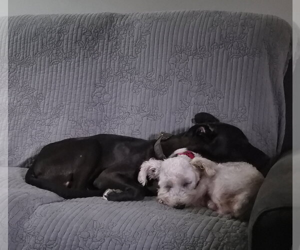 Medium Photo #4 - Mix Puppy For Sale in Lenoir, NC, USA