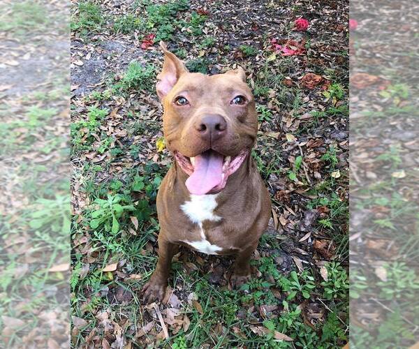 Medium Photo #1 American Pit Bull Terrier-Unknown Mix Puppy For Sale in  Gainesville, FL, USA