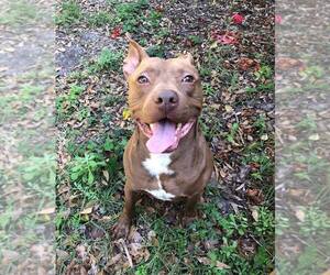 American Pit Bull Terrier-Unknown Mix Dogs for adoption in Gainesville, FL, USA