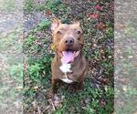 Small American Pit Bull Terrier Mix
