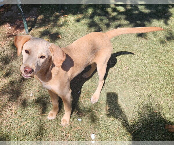 Medium Photo #2 Feist Terrier-Unknown Mix Puppy For Sale in Tracy City, TN, USA