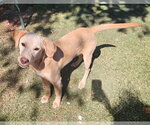 Small Photo #2 Feist Terrier-Unknown Mix Puppy For Sale in Tracy City, TN, USA