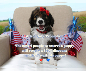 Bordoodle Litter for sale in GREENWICH, OH, USA