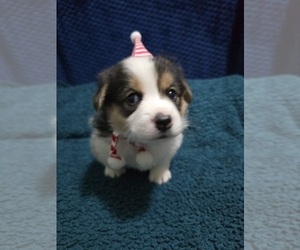 Pembroke Welsh Corgi Puppy for sale in DUARTE, CA, USA