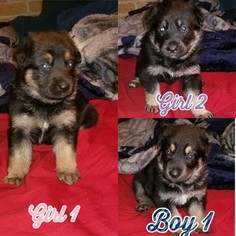German Shepherd Dog Puppy for sale in CORINTH, MS, USA