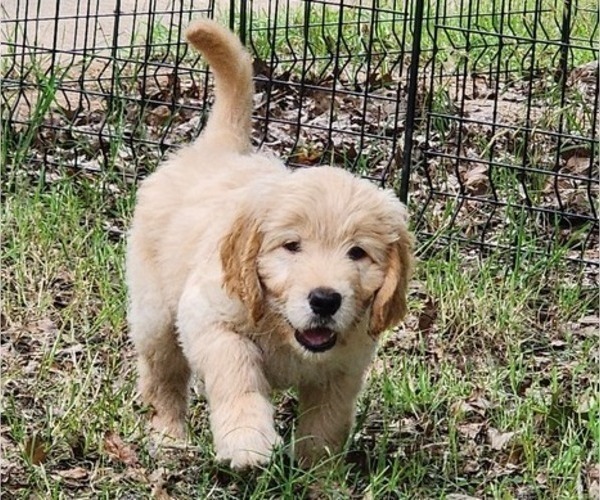 Medium Photo #7 Goldendoodle Puppy For Sale in WACO, TX, USA