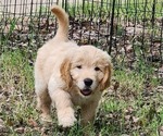 Small #6 Goldendoodle