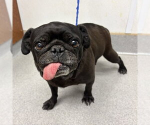 Pug Dogs for adoption in Rancho Cucamonga, CA, USA